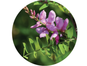 Indigofera tinctoria